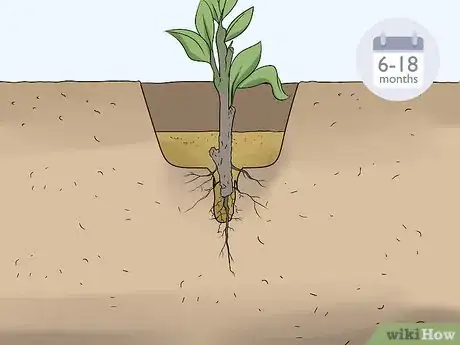 Image titled Take Hardwood Cuttings Step 15