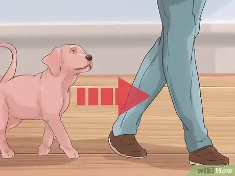 Image titled Have a Happy Weimaraner Step 9