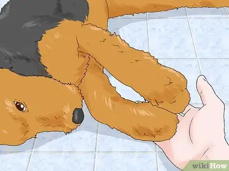 Image titled Identify an Airedale Terrier Step 12