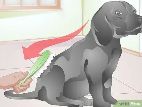 Image titled Brush Your Dog Without Tickling It Step 9