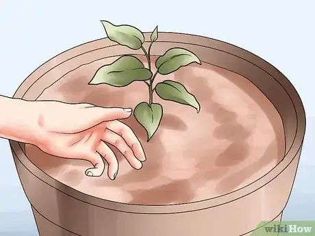 Image titled Grow Clematis in Pots Step 14