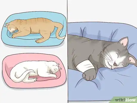 Image titled Encourage Group Scent in Multi‐Cat Households Step 6