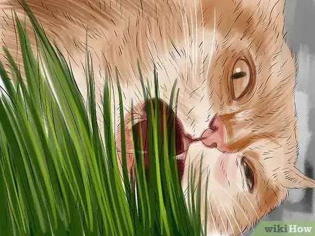 Image titled Give Cat Grass to a Cat Step 15