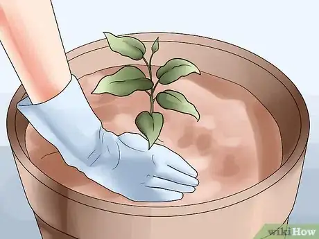 Image titled Grow Clematis in Pots Step 13