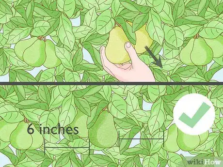 Image titled Keep a Pear Tree Healthy Step 11