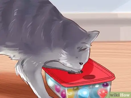 Image titled Care for American Longhair Cats Step 14