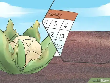 Image titled Grow Cauliflower Step 13