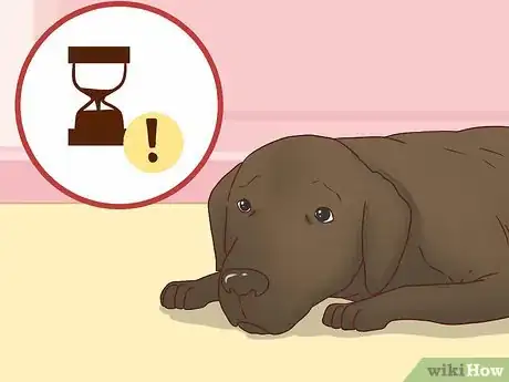 Image titled Get a C‐Section for Your Dog Step 10