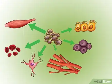 Image titled Activate Your Own Stem Cells Step 06