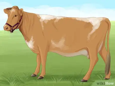 Image titled Identify Guernsey Cattle Step 1