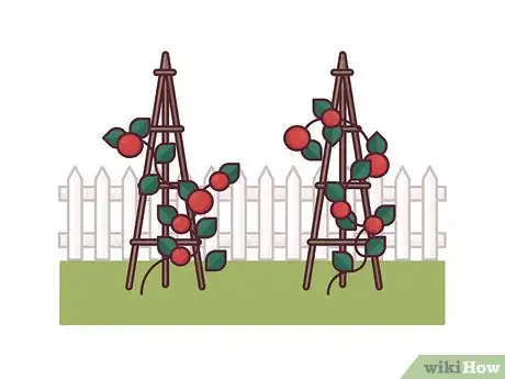 Image titled Stake Tomato Plants Step 17