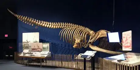 Image titled Atlantic Right Whale NYSM