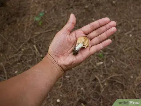 Image titled Survive in the Woods without Hunting Step 6