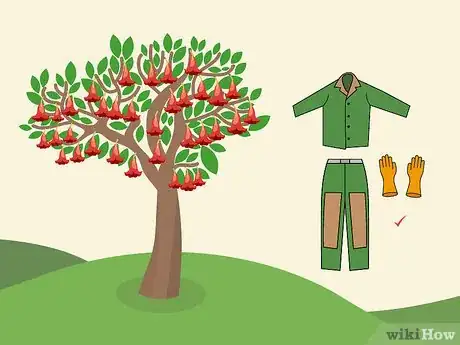 Image titled Prune Brugmansia Step 01