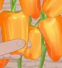 Grow Sweet Peppers