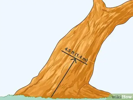 Image titled Measure Tree Size Step 5