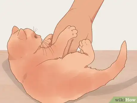 Image titled Find a Friendly Kitty Step 10