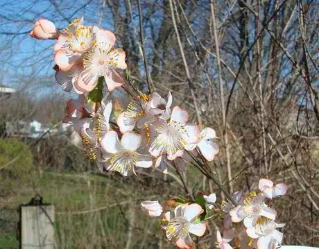 Image titled Cherry blossom bud