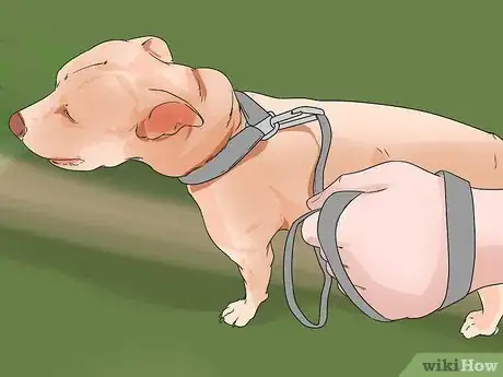 Image titled Introduce Your New Dog to Dogs in the Neighborhood Step 2