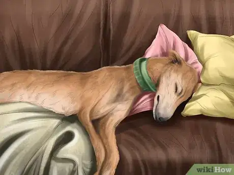 Image titled Care for a Greyhound Step 5