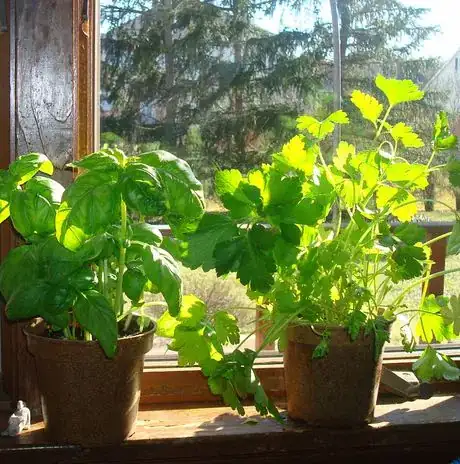 Image titled Supermkt herbs