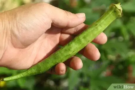 Image titled Dry Okra Seeds Step 3