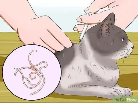 Image titled Diagnose Heartworm Disease in Cats Step 5