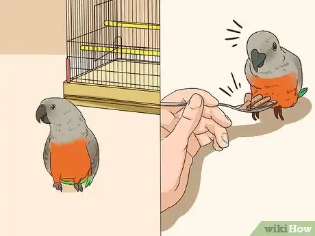 Image titled Handle a Scared Red Bellied Parrot Step 1