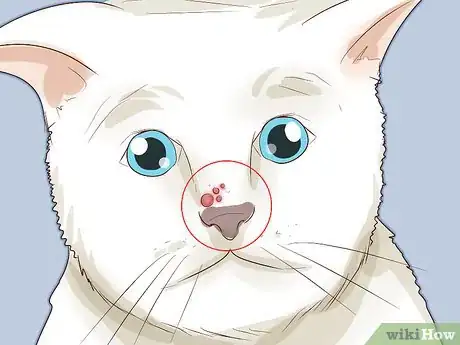 Image titled Handle Autoimmune Skin Disease in Cats Step 3