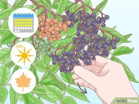 Image titled Harvest Elderberries Step 1