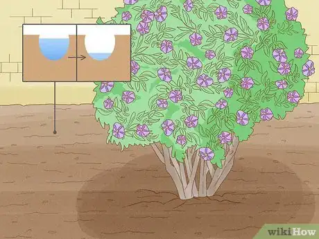 Image titled Care for a Purple Flower Potato Bush Step 3