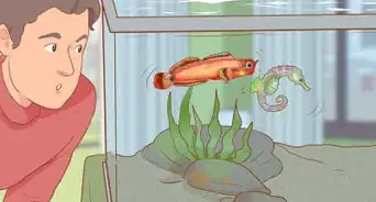 Choose Good Tankmates for Seahorses