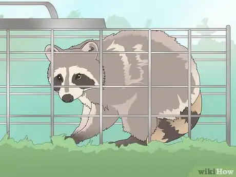 Image titled Trap Raccoons Step 8