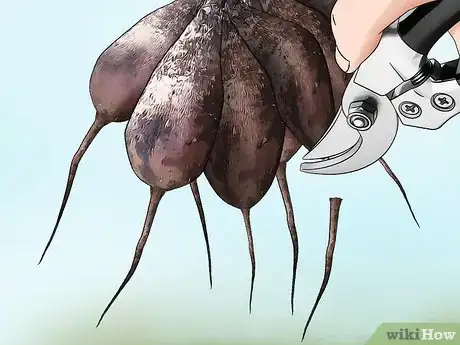 Image titled Cut Dahlia Tubers Step 6