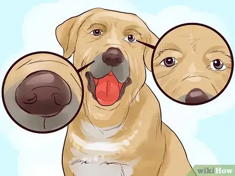 Image titled Get a Companion Dog for an Existing Dog Step 9