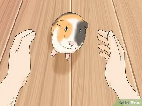 Image titled Avoid Scaring Your Guinea Pig Step 4