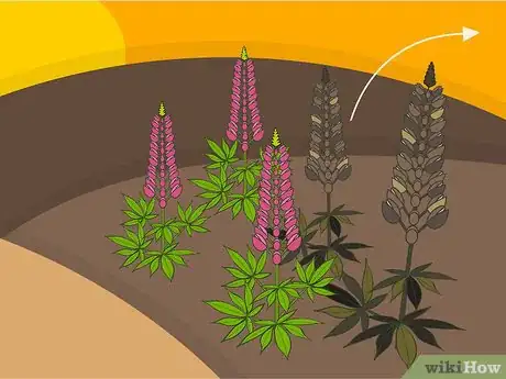 Image titled Grow Lupine Flowers Step 12