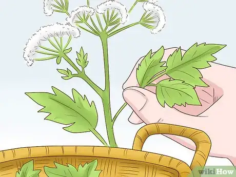 Image titled Grow Herbs Outdoors Step 17