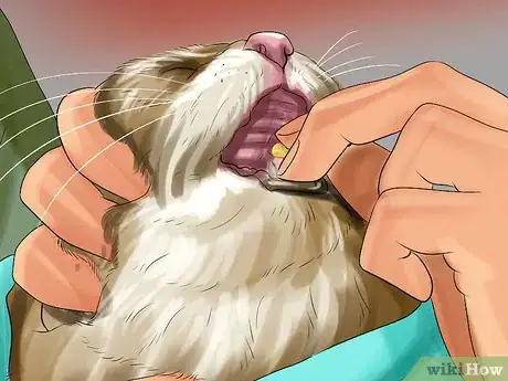 Image titled Give Monoamine Oxidase Inhibitors to a Cat Step 17