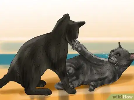 Image titled Care for a Korat Step 12