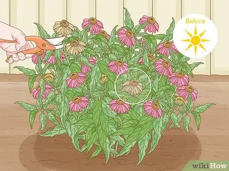 Image titled Grow Coneflowers Step 11