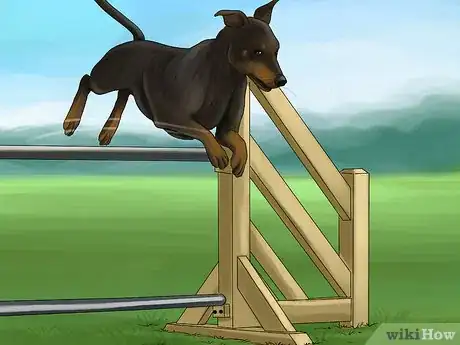 Image titled Train a Manchester Terrier Step 3