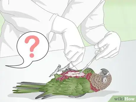 Image titled Treat Infections in Hawk Headed Parrots Step 9