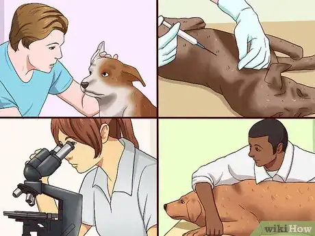 Image titled Solve Your Dog's Skin and Scratching Problems Step 12