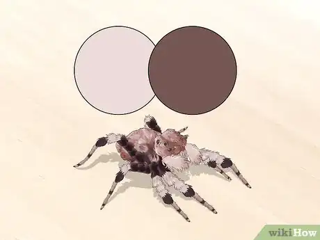 Image titled Identify a Portia Spider Step 3