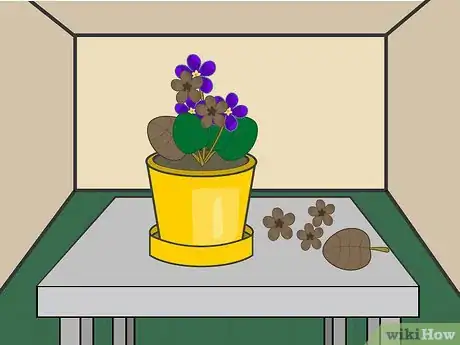Image titled Grow African Violets Indoors Step 10