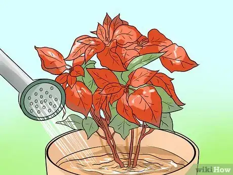 Image titled Grow Poinsettia Step 13