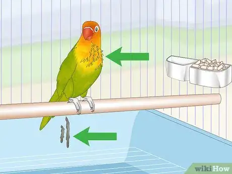 Image titled Treat Chlamydiosis in Lovebirds Step 2