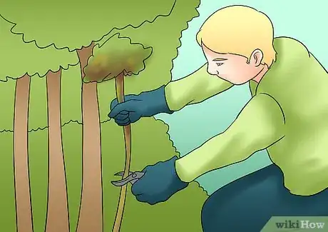 Image titled Prune Tardiva Hydrangea Step 2