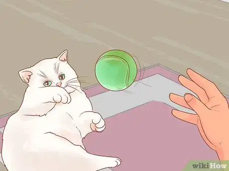 Image titled Be Responsible when You Have a Cat Step 9